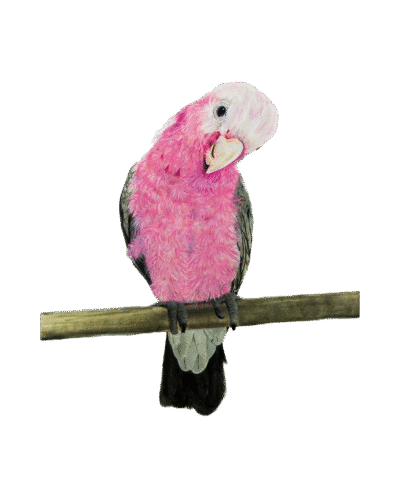 Galah