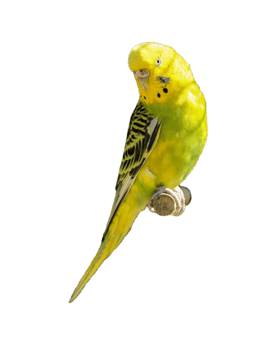 Budgerigar