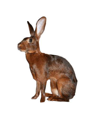 Belgian Hare